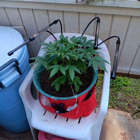 HeadCrusher growlog photo: New grow light. Easier to leave it on