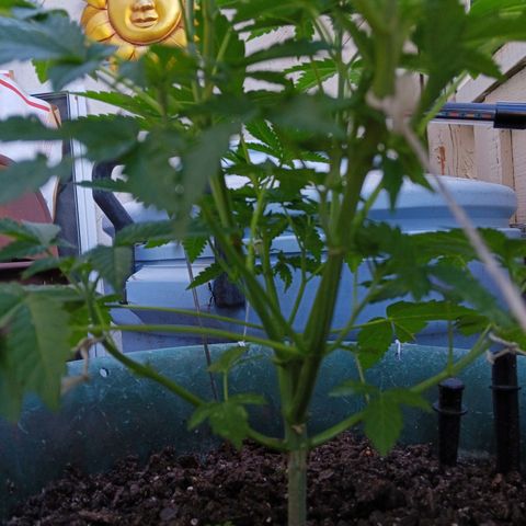 HeadCrusher growlog photo: New grow light. Easier to leave it on