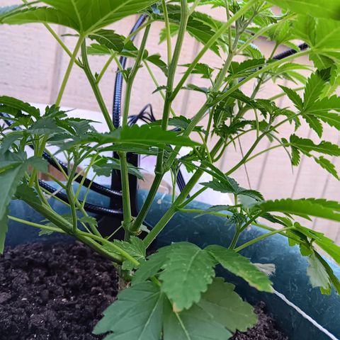 HeadCrusher growlog photo: New grow light. Easier to leave it on