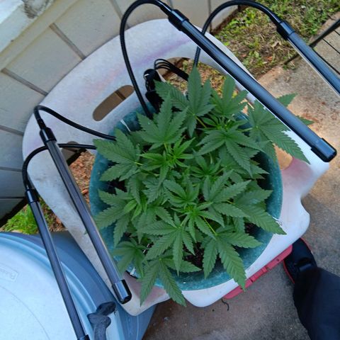 HeadCrusher growlog photo: New grow light. Easier to leave it on
