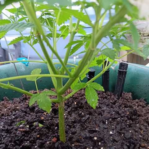 HeadCrusher growlog timeline photo