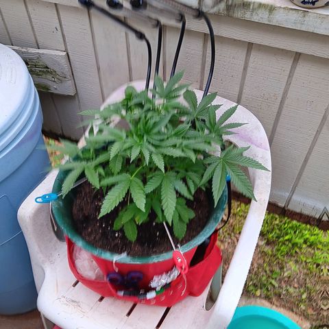HeadCrusher growlog timeline photo