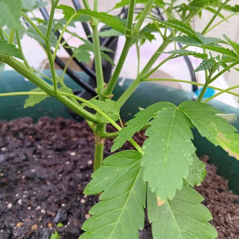 HeadCrusher growlog timeline photo