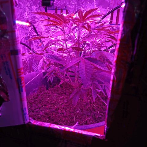 HeadCrusher growlog timeline photo