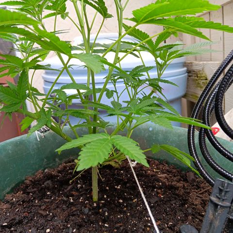 HeadCrusher growlog timeline photo