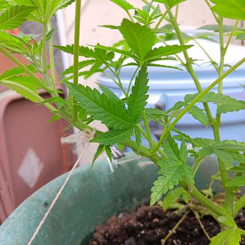 HeadCrusher growlog timeline photo