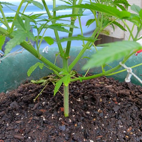 HeadCrusher growlog timeline photo