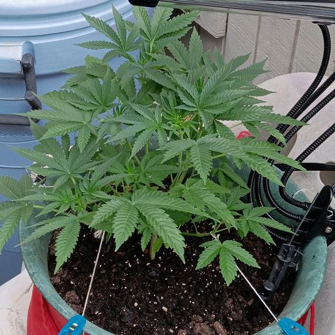 HeadCrusher growlog timeline photo