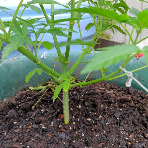 HeadCrusher growlog timeline photo