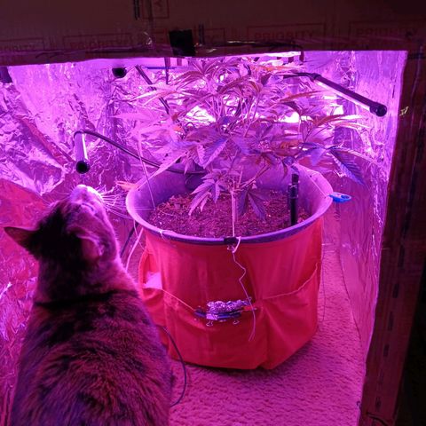 HeadCrusher growlog photo: The 🐈 is intrigued 😶‍🌫️💨🧔🪴🌱🐈🐈‍⬛🐱🍳🎢💺💡
