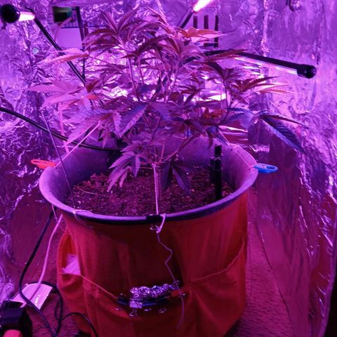 HeadCrusher growlog photo: The 🐈 is intrigued 😶‍🌫️💨🧔🪴🌱🐈🐈‍⬛🐱🍳🎢💺💡