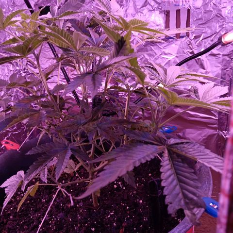 HeadCrusher growlog photo: Gotta love the homemade grow/light box💡👀🌱🦨🍒⛽🚀🗿🧰🛠️📐🚫🚭▫️🏴‍☠️🎌