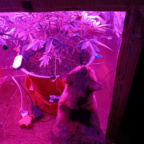 HeadCrusher growlog photo: Catnip
