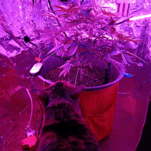 HeadCrusher growlog photo: Catnip