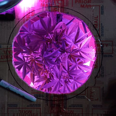 HeadCrusher growlog timeline photo