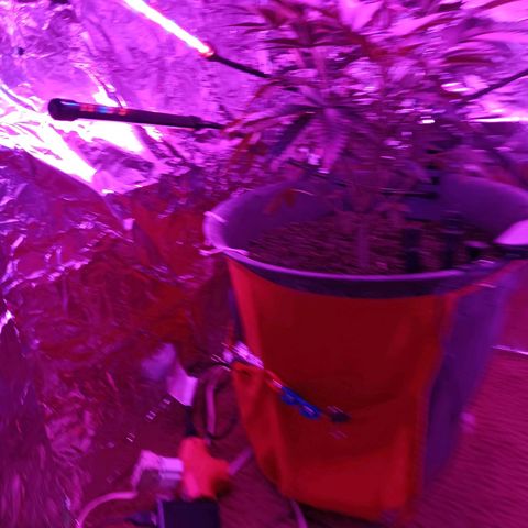 HeadCrusher growlog timeline photo