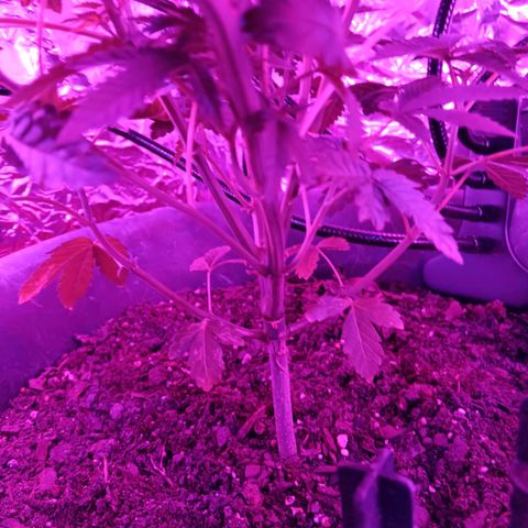 HeadCrusher growlog timeline photo