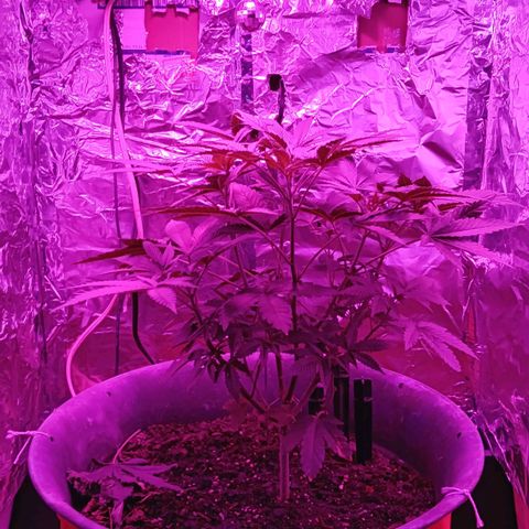 HeadCrusher growlog photo: Disco Ballin... Can ya spot it. Ha