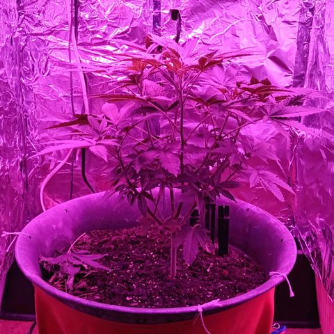 HeadCrusher growlog photo: Disco Ballin... Can ya spot it. Ha