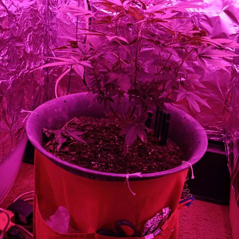HeadCrusher growlog timeline photo