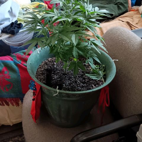 HeadCrusher growlog timeline photo