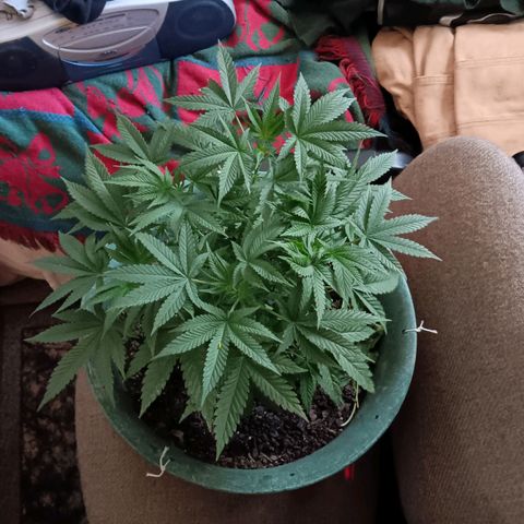 HeadCrusher growlog timeline photo