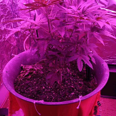 HeadCrusher growlog timeline photo