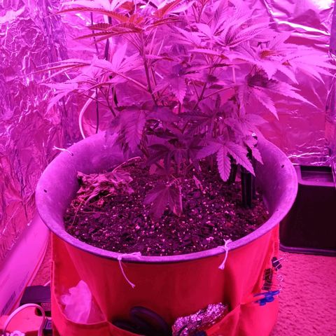 HeadCrusher growlog timeline photo
