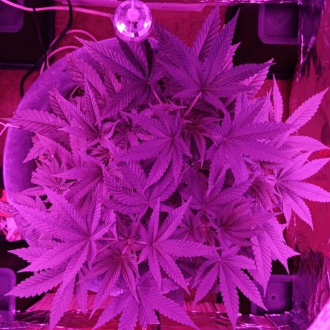 HeadCrusher growlog timeline photo