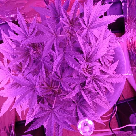 HeadCrusher growlog timeline photo