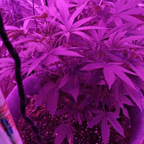 HeadCrusher growlog timeline photo