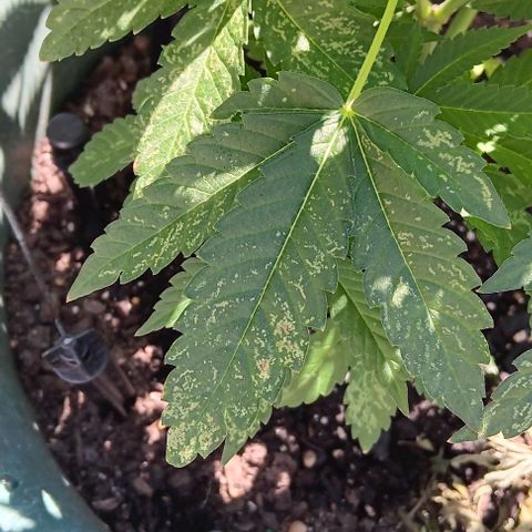 HeadCrusher growlog photo: Is this a nutrient deficiency? Watering issue? Maybe light? I'm not sure. Process of elimination I suppose.
