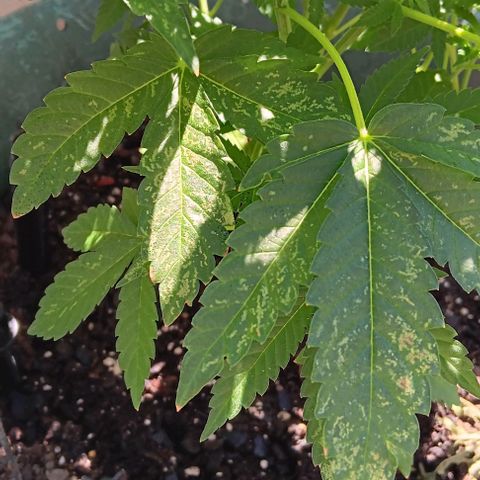 HeadCrusher growlog photo: Is this a nutrient deficiency? Watering issue? Maybe light? I'm not sure. Process of elimination I suppose.