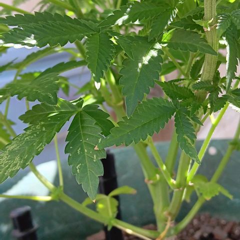 HeadCrusher growlog photo: Is this a nutrient deficiency? Watering issue? Maybe light? I'm not sure. Process of elimination I suppose.