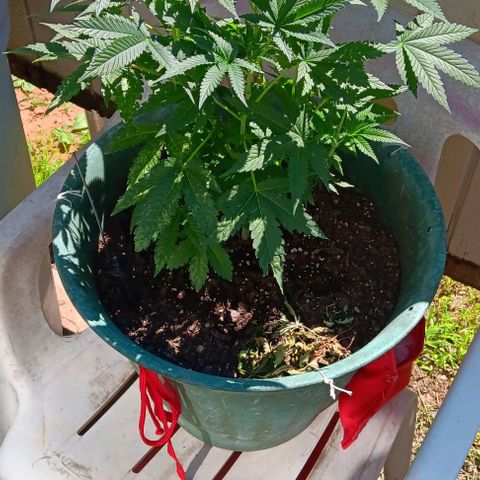 HeadCrusher growlog photo: Is this a nutrient deficiency? Watering issue? Maybe light? I'm not sure. Process of elimination I suppose.
