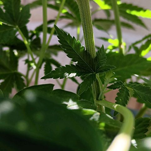 HeadCrusher growlog photo: Is this a nutrient deficiency? Watering issue? Maybe light? I'm not sure. Process of elimination I suppose.