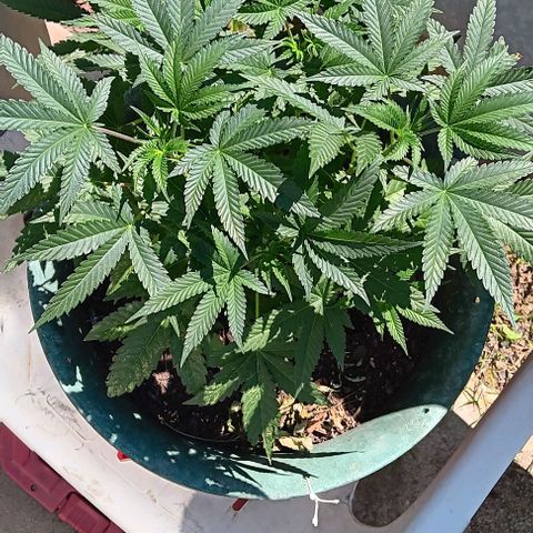 HeadCrusher growlog photo: Is this a nutrient deficiency? Watering issue? Maybe light? I'm not sure. Process of elimination I suppose.