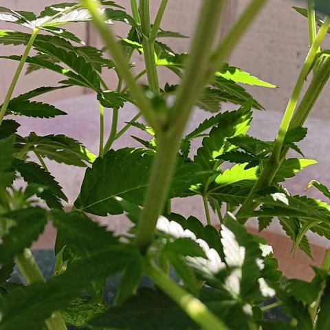 HeadCrusher growlog photo: Is this a nutrient deficiency? Watering issue? Maybe light? I'm not sure. Process of elimination I suppose.