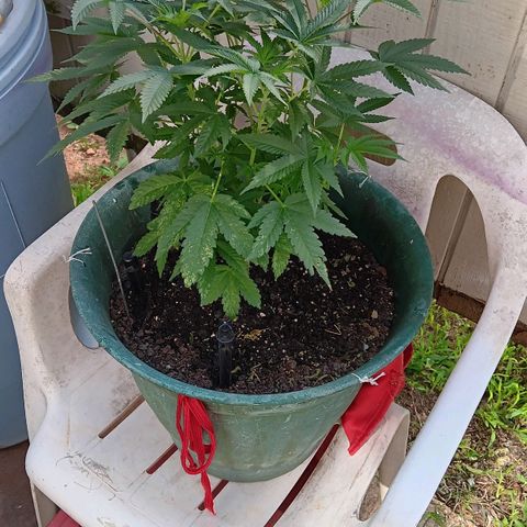 HeadCrusher growlog timeline photo