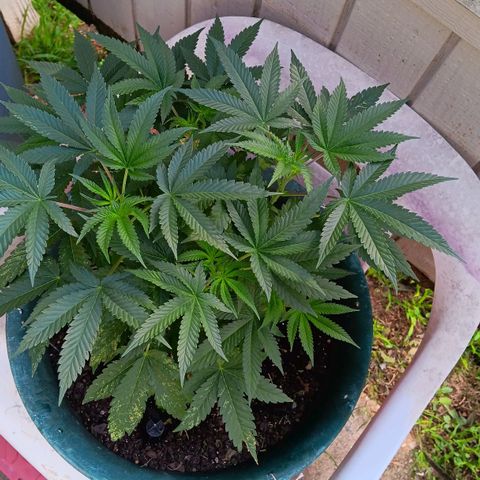 HeadCrusher growlog timeline photo