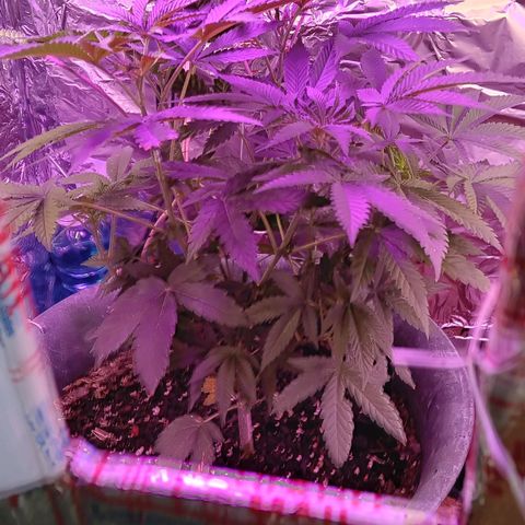 HeadCrusher growlog photo: Being forced to keep it inside. My crazy jazz neighbor. Literally crazy. Might destroy it