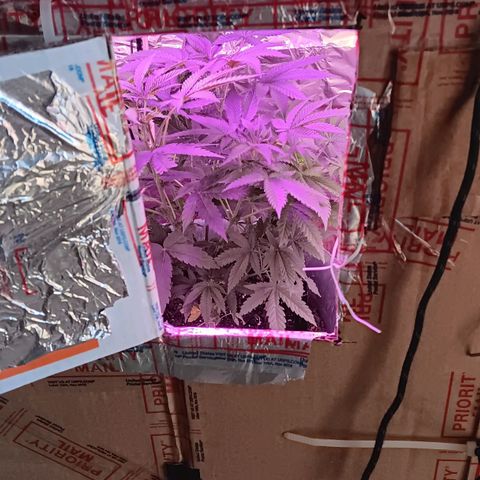 HeadCrusher growlog photo: Being forced to keep it inside. My crazy jazz neighbor. Literally crazy. Might destroy it