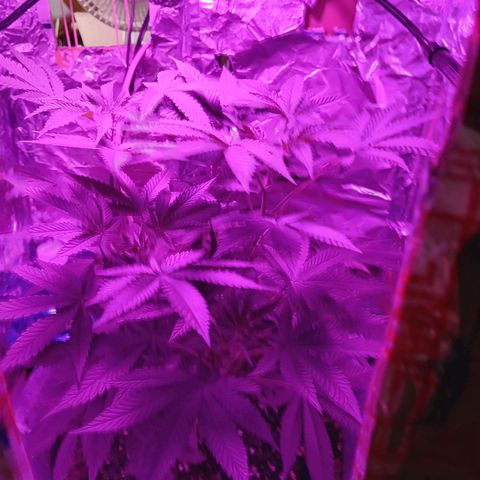 HeadCrusher growlog timeline photo