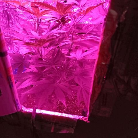HeadCrusher growlog timeline photo