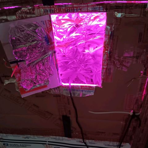 HeadCrusher growlog timeline photo