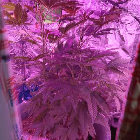 HeadCrusher growlog timeline photo