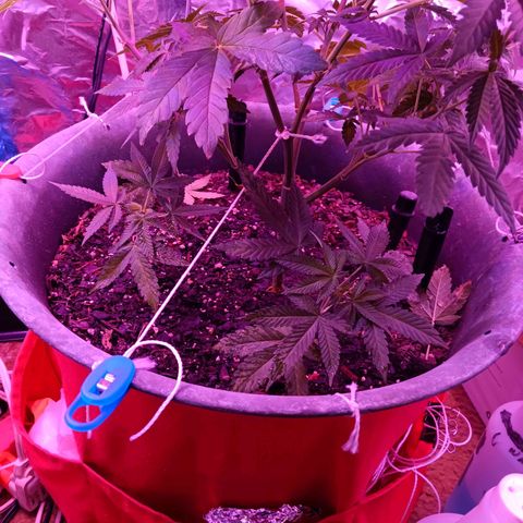 HeadCrusher growlog photo: Clipped two clones. Let's see what happens. All this is brand new to me. Trial and error.