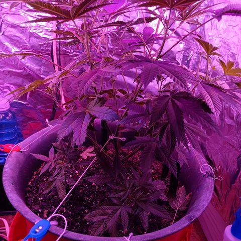 HeadCrusher growlog photo: Clipped two clones. Let's see what happens. All this is brand new to me. Trial and error.