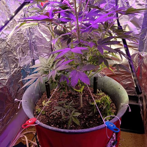 HeadCrusher growlog photo: And clones temporarily