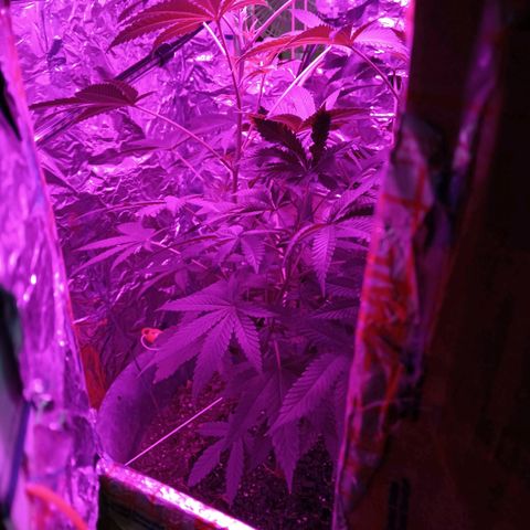 HeadCrusher growlog timeline photo